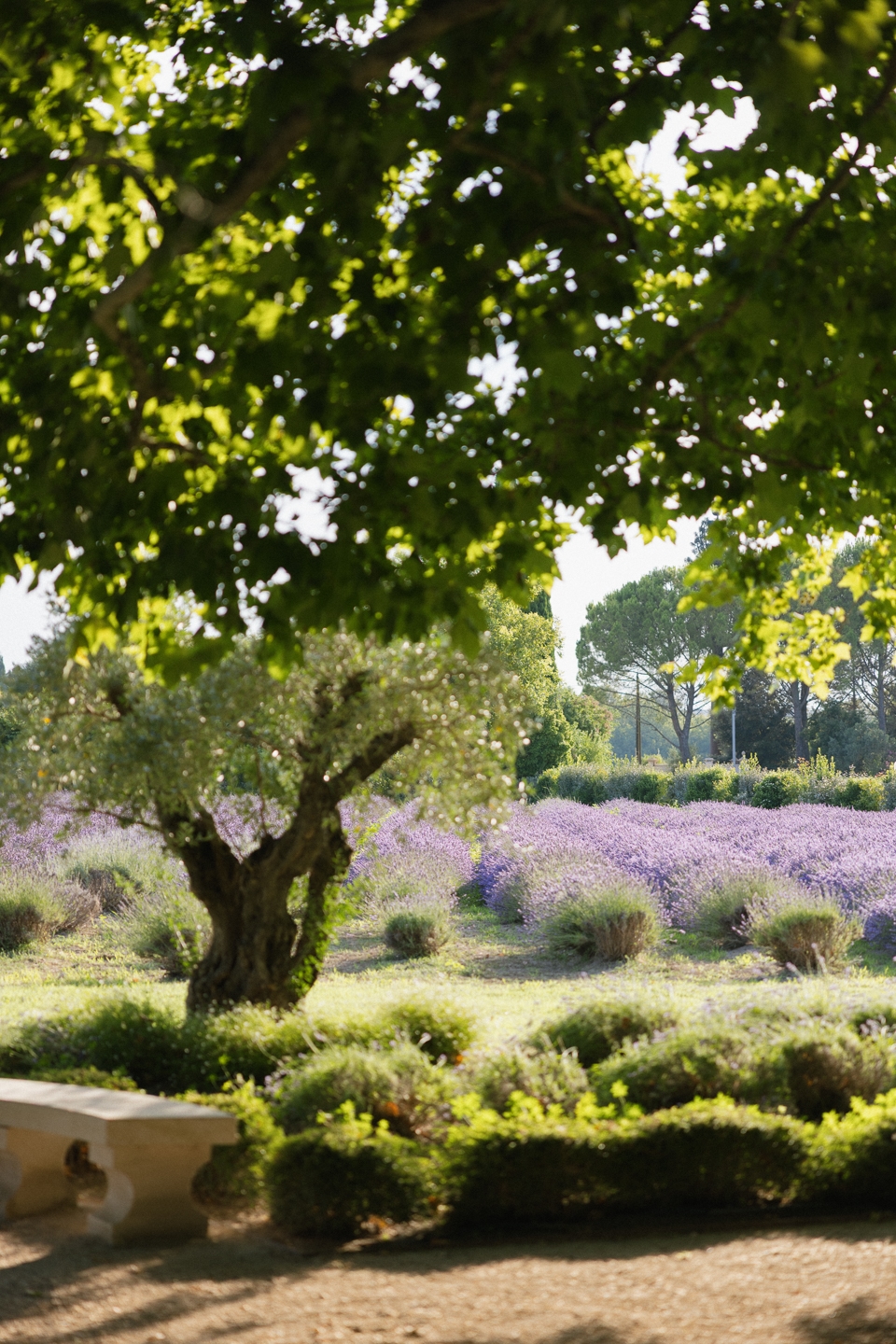 Elegant wedding celebration in Provence, South of France